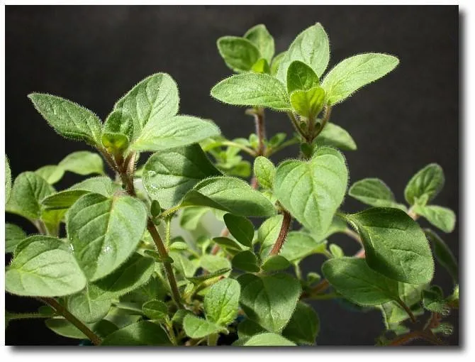 supply free sample high quality kava extract, kava kava plant extract