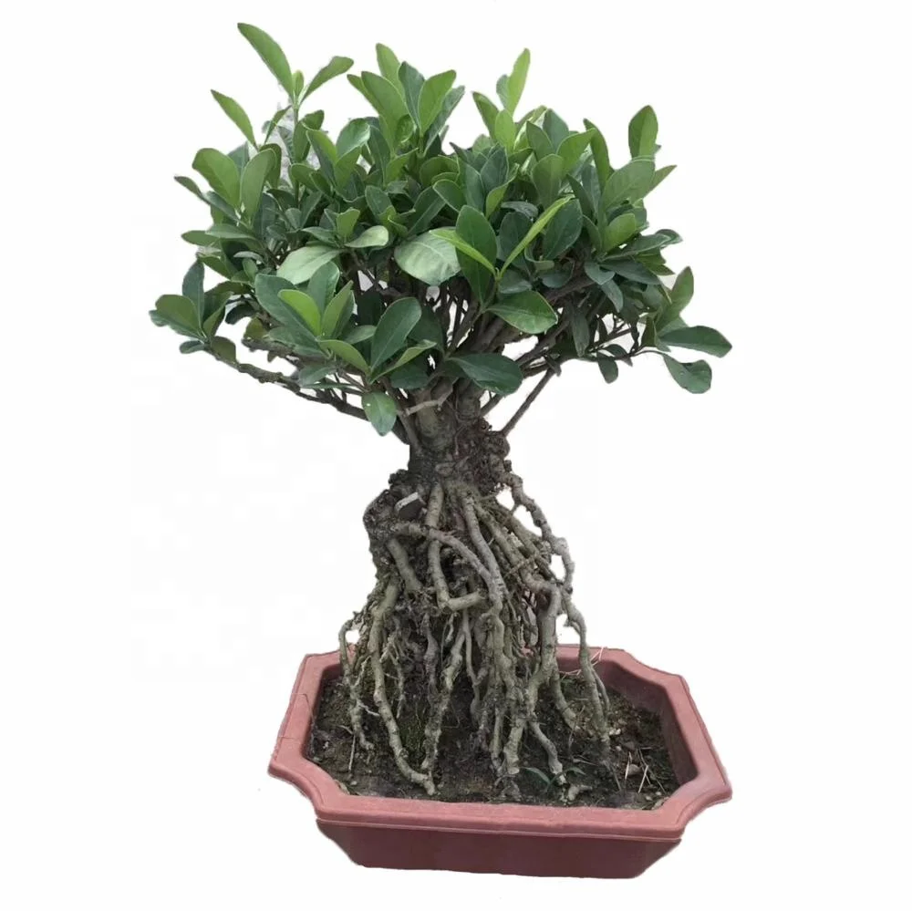 
 Лидер продаж, гардения бонсай  