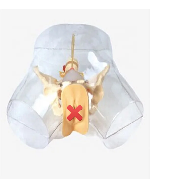 PRO-F2Medical Science mannequin PVC Practice Transparent Female Urethral Catheterization Model Human Catheter Training Simulator