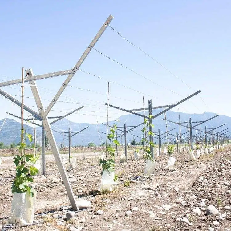 Robust Rust Proof Metal Grape Pole Pile/galvanized Steel Vineyard Pole