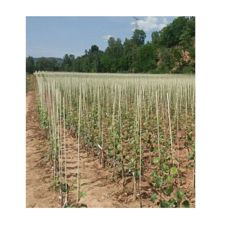 Заводская оптовая цена, садовая палка, стойка для растений, стекловолоконная стойка, поддержка для подъема томатов и альпинизма
