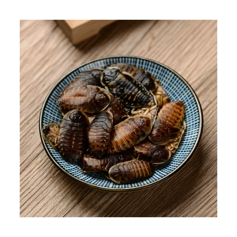 Wholesale Insect Food Edible Crispy Delicious Dubia Cockroach Worm