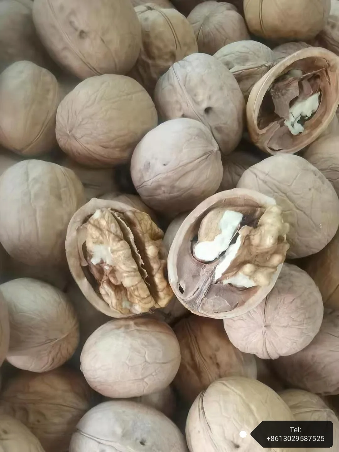 factory supply cheap paper walnuts unwashed 185 32+