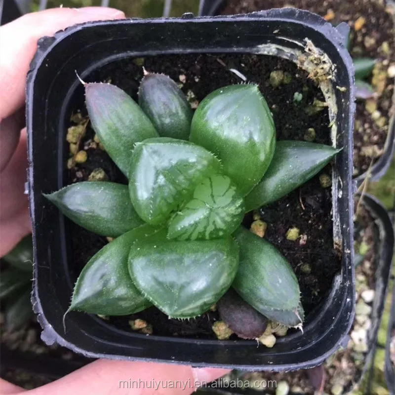 Wholesale of succulent plants Indoor ornamental plants  Haworthia