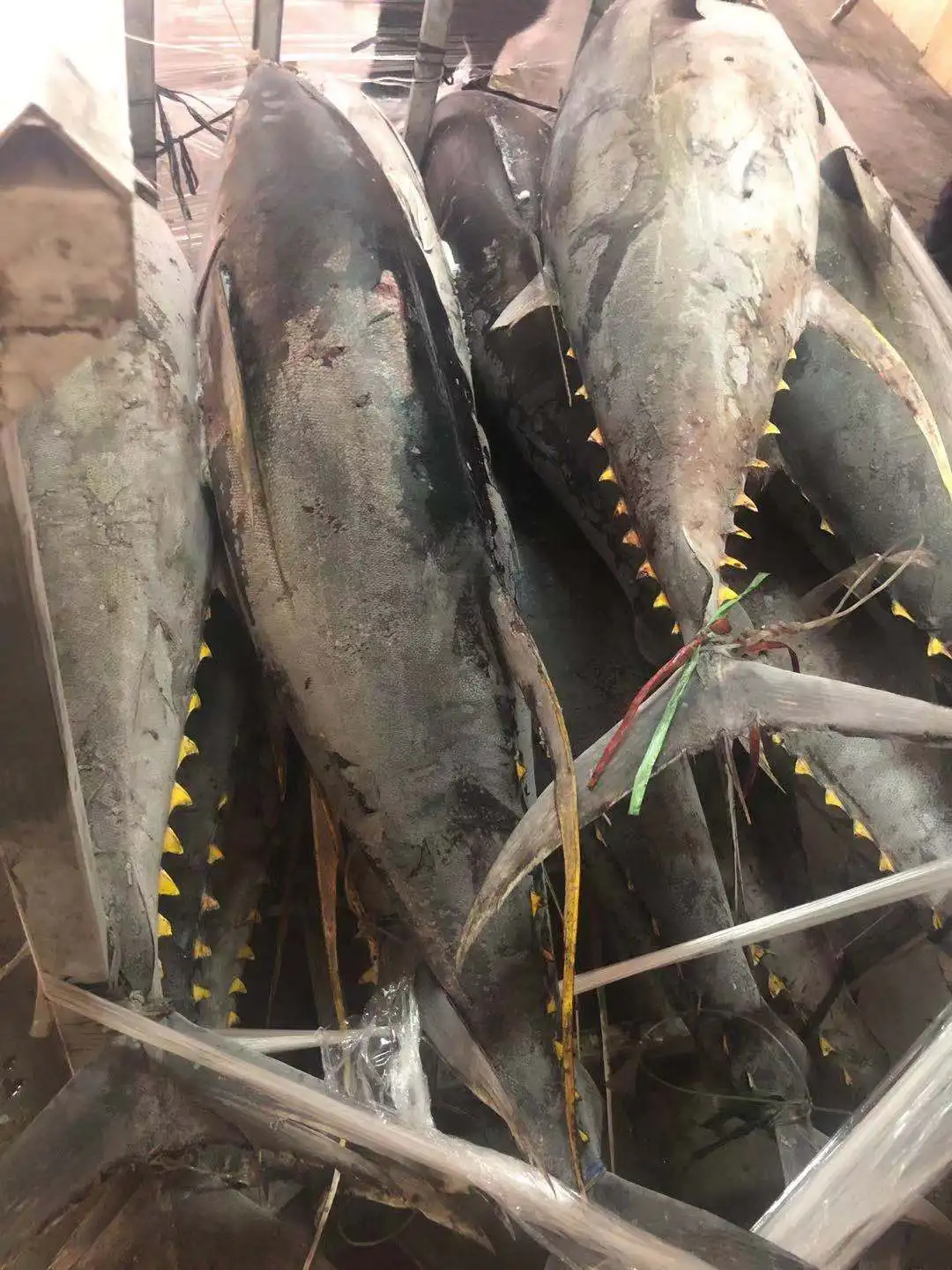 Frozen yellowfin tuna fresh whole round from Indonesia origin