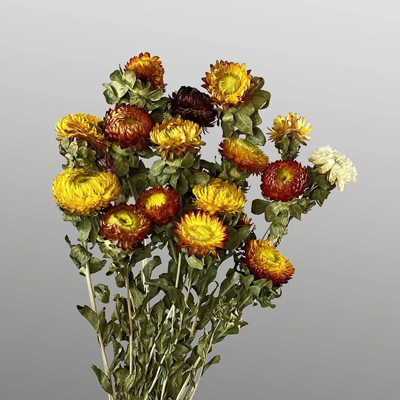 JDFG-64 20pcs Preserved Chrysanthemum Flower Arrangement Dry Plant Daisy Dried Flowers Bouquet Dried Chrysanthemum For Home
