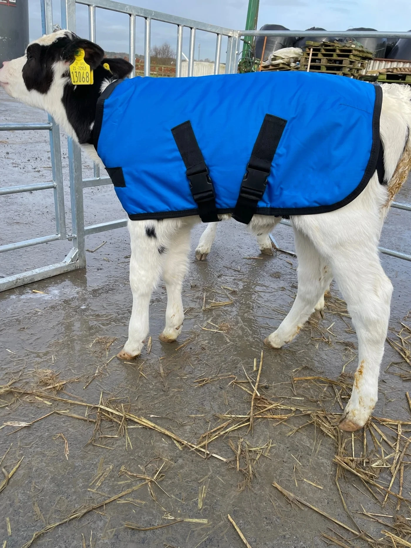 Delake Factory Price Small Animal Calf Coat Cattle Goat Jacket For Winter Warm