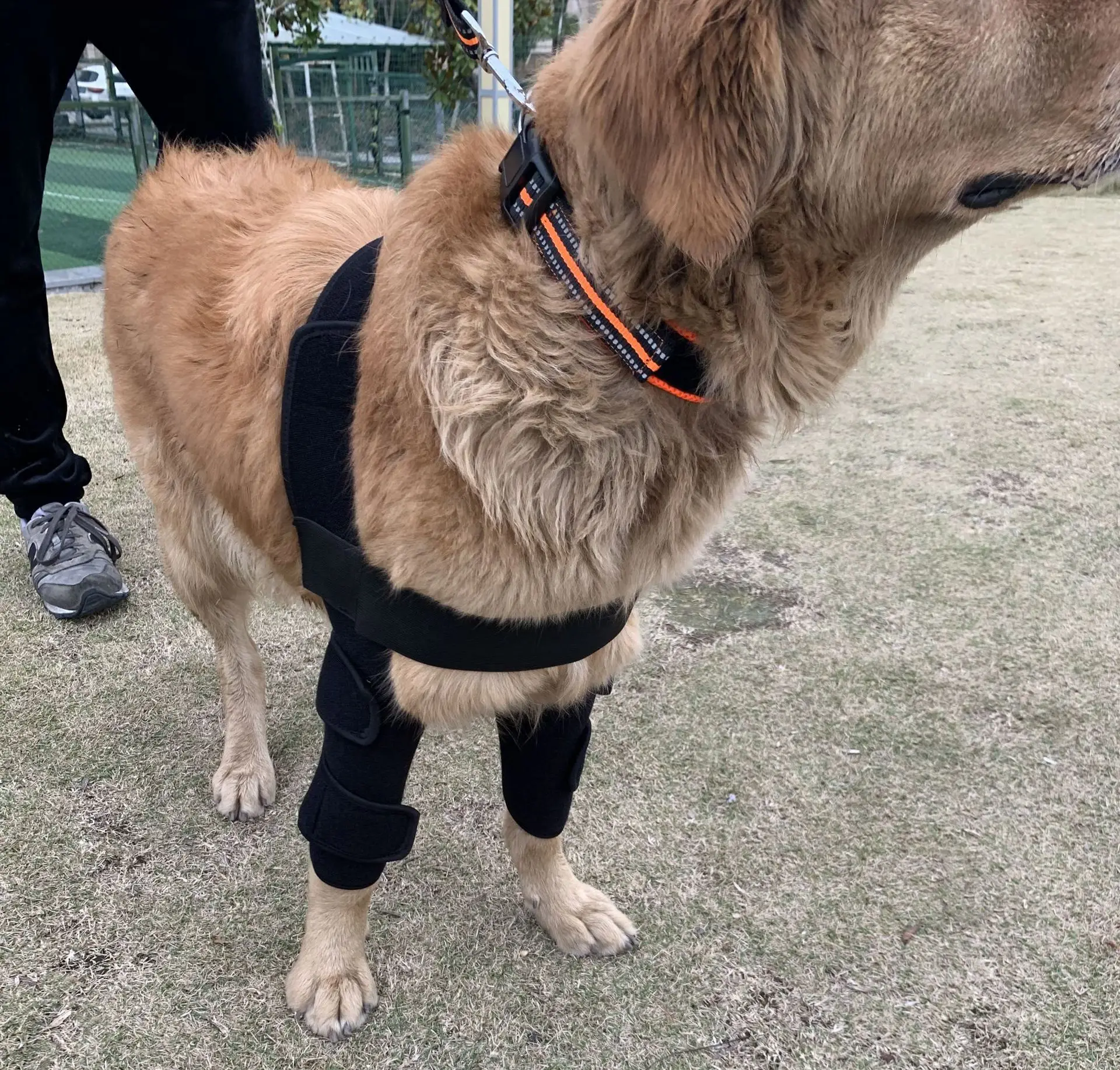 Custom Logo Dog Elbow Brace Protector Pads Elbow and Shoulder Support Dog Knee Brace Leg Hock Joint Wrap