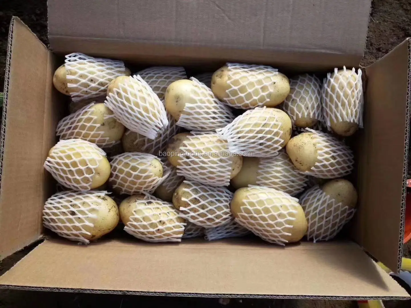 
fresh holland potato from China 