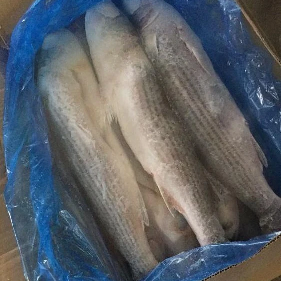 Hight quality  Gutted Grey Mullet Frozen on Land