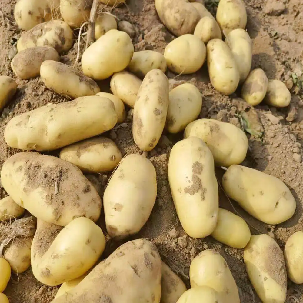 Personal order: Fresh potatoes Holland  potatoes