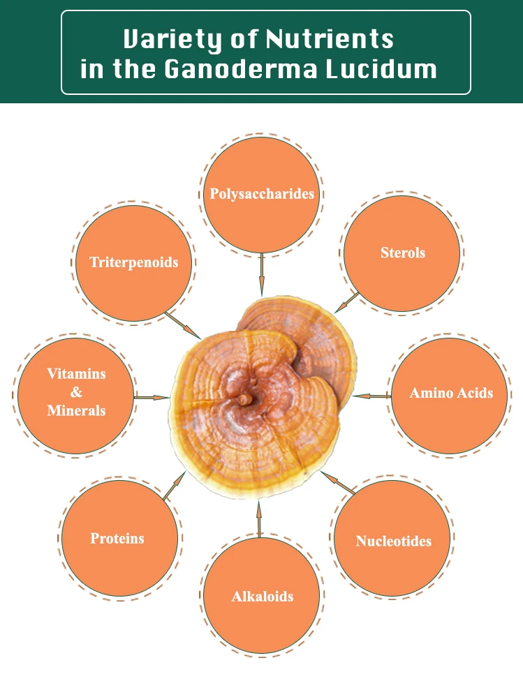 Ganoderma-Extract_03