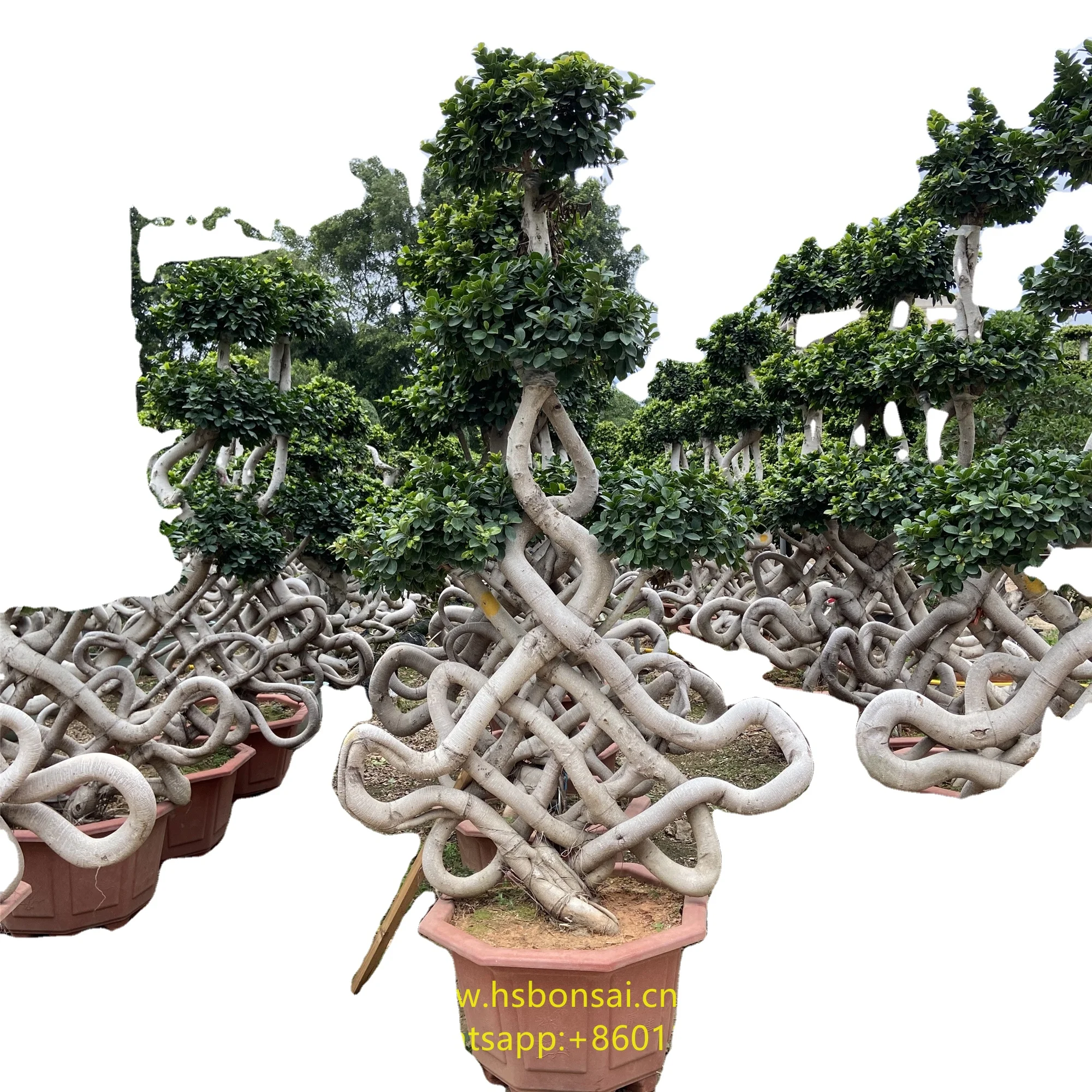 
Professional manufacture cheap foliage plants natural plants ornamental ficus lyrata 