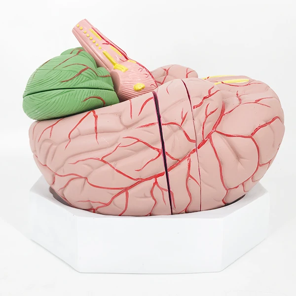 Лучшая цена увеличенная модель человеческого мозга для анатомического