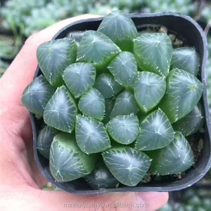 Комнатные растения havorthia retusa