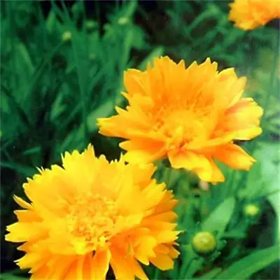 
Beautiful Natural Bright Yellow Flower Double Coreopsis Flower Seeds 