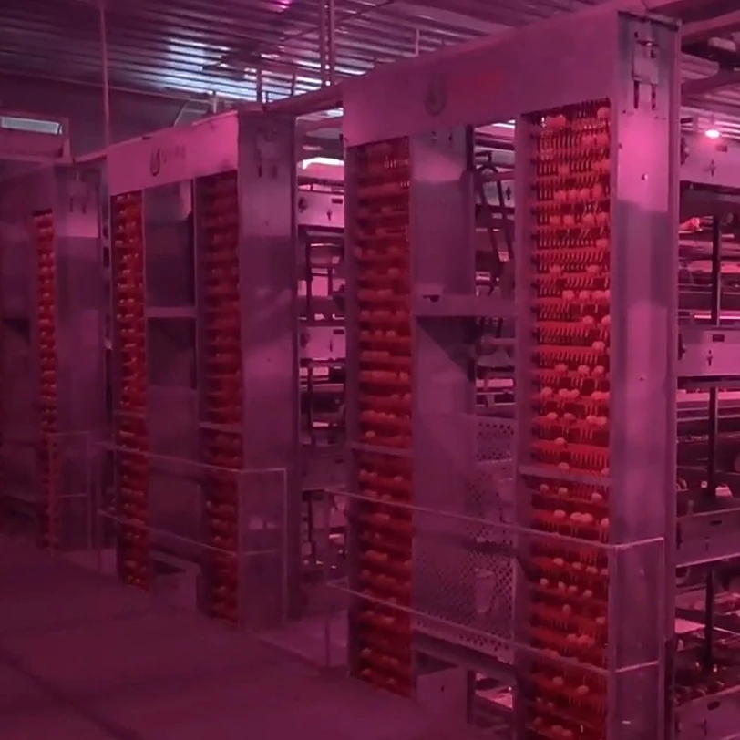 Commercial Chicken Feeding Farm Battery Cages Laying Hens Sell in algeria