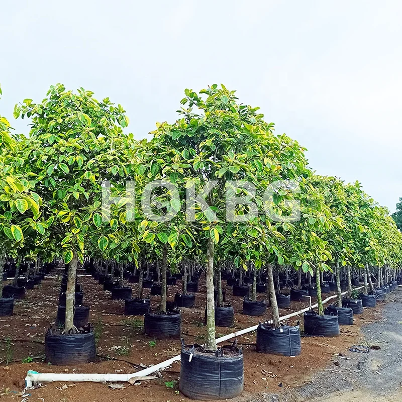 HOKBG Wholesale Eco Friendly Polypropylene Woven membrane fabric grow bags Garden Planter Bags garden pots & planters bags