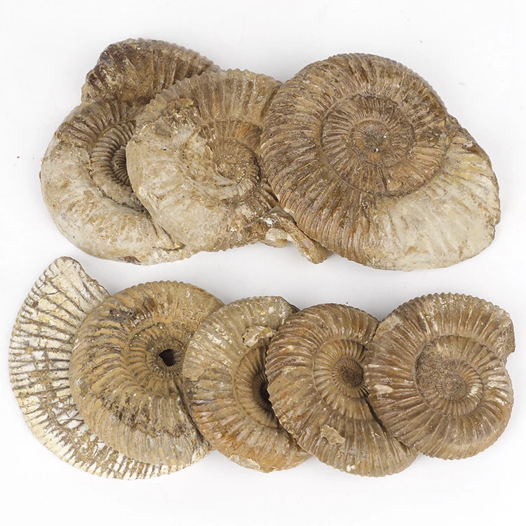 Wholesale 6-8cm Half-cut Large Ammonite Fossil Antique Fossils for Sale