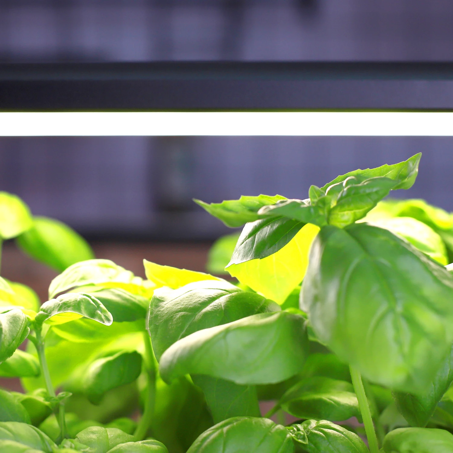 Full spectrum LED Plant grow light height adjustable garden seed plants mini garden indoor herb growing plant grower