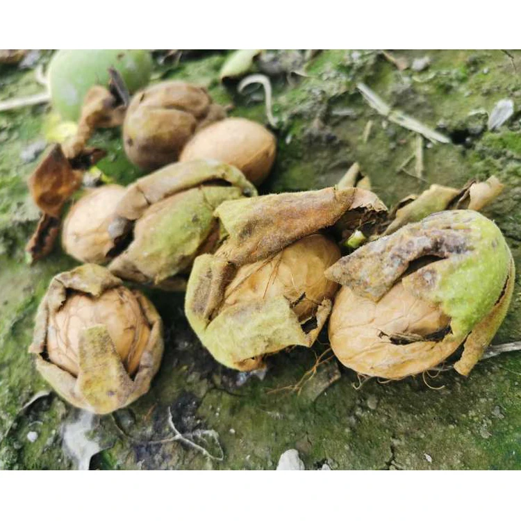 China supplier Hot selling organic walnuts with hand cracked shell