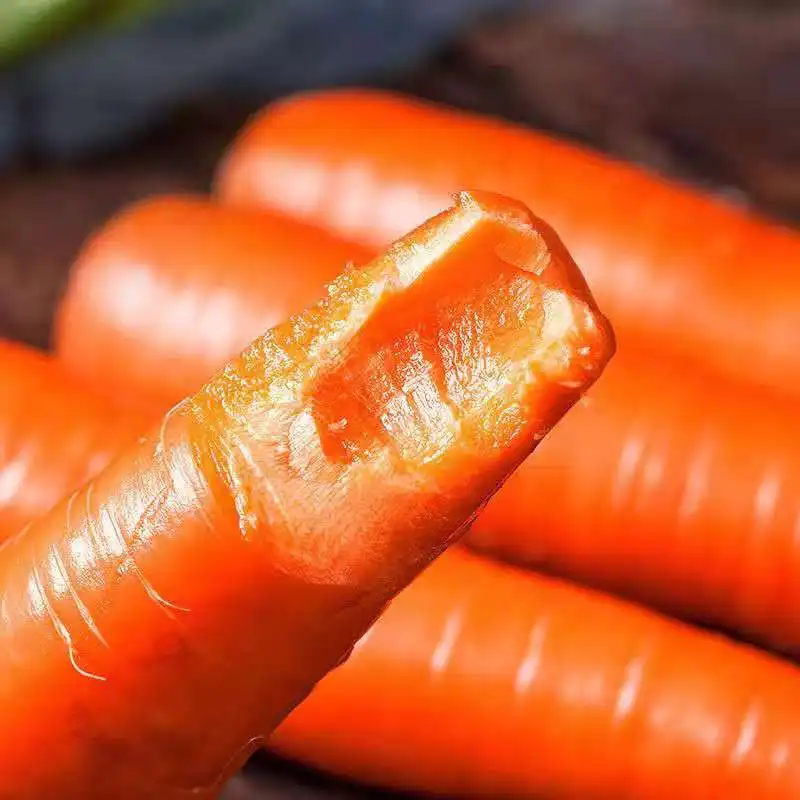 Best china low price china shandong carrot fresh vegetables seasonal high quality carrots