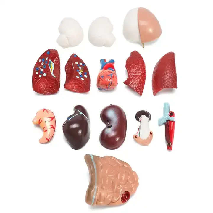 Medical teaching AIDS Bone 28CM human trunk model Human internal organs anatomical model
