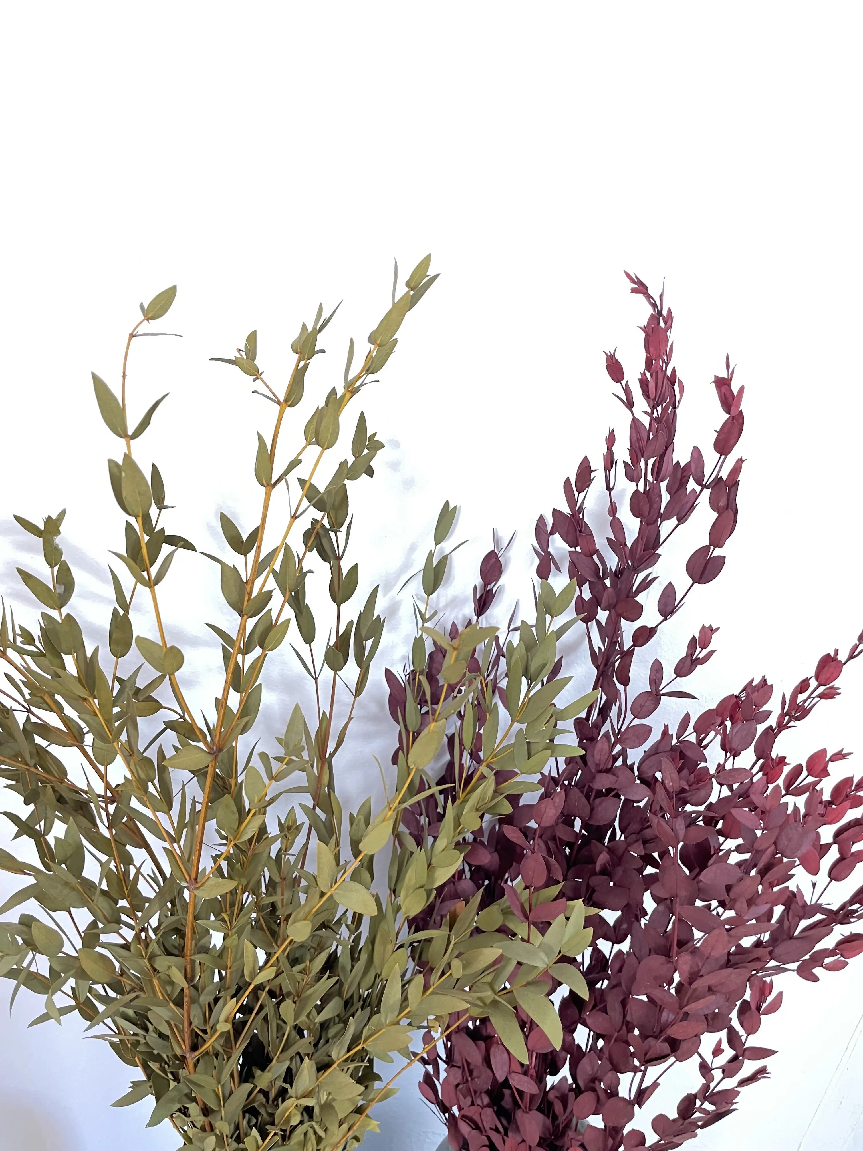 Real Eucalyptus plant house decorative vase filling branches wedding plant small leaves species Preserved Eucalyptus