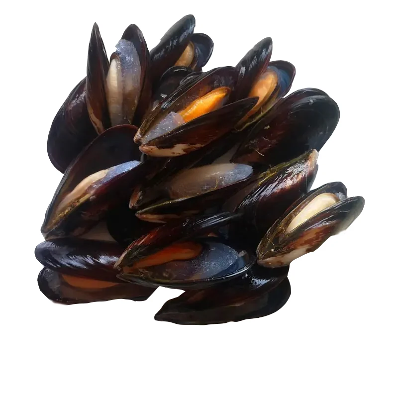 High quality delicious hot selling green mussels factory price green mussels nutritious green mussels