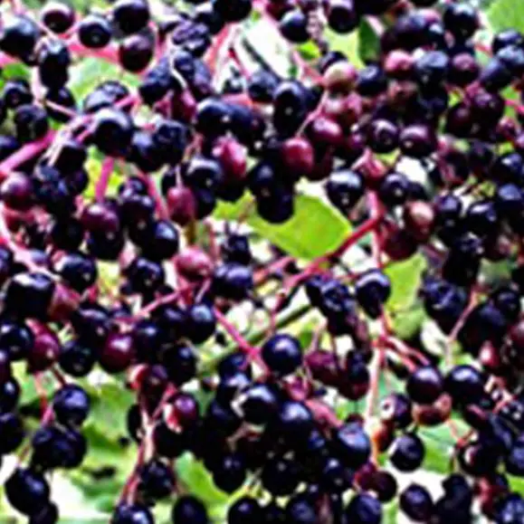 
Free sample Organic Elderberry Extract Powder/Anthocyanidins / elderberry P. E. 