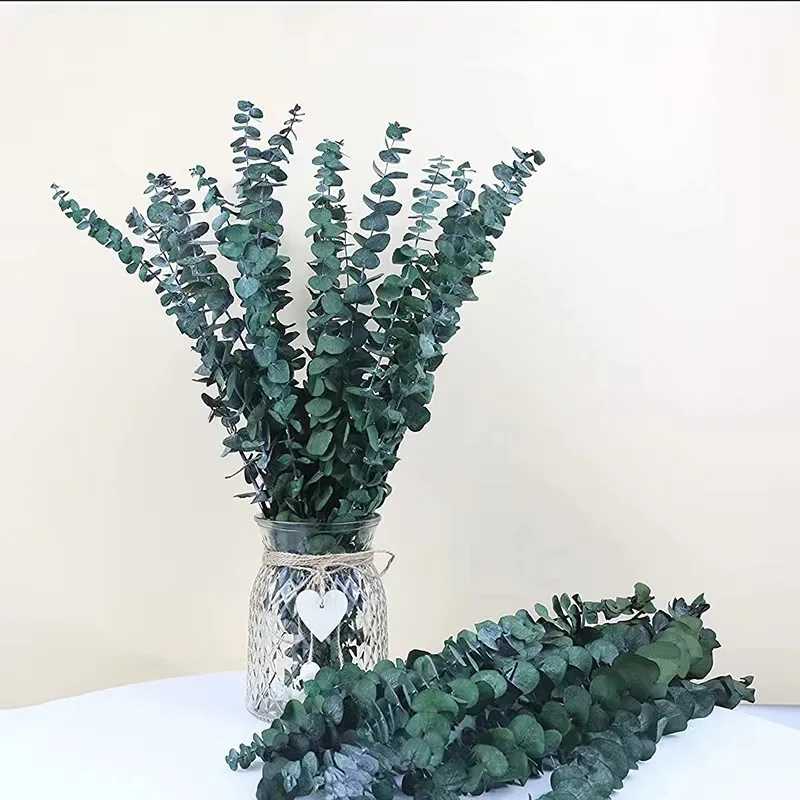 17' Natural Dried Eucalyptus Leaves Hanging Fragrance Real Plant Preserved Eucalyptus Stems For Shower Home