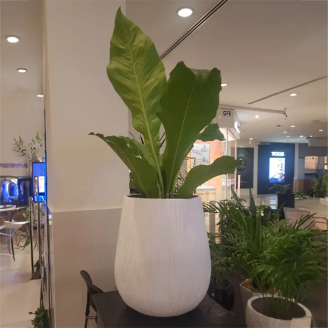 Factory Price PC1247-17034 Fiberglass Pot	Medium Large Size Flower Pot For Green Plant