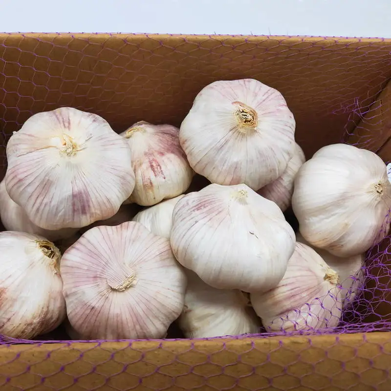 Fresh Solo Garlic From China White Garlic/Pure White Garlic/White Garlic Hot Sale