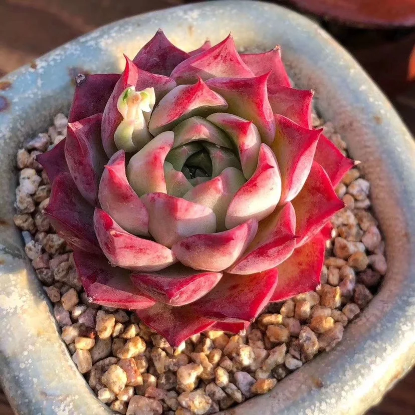 
Real and live plants Succulent plant Echeveria spp Echeveria agavoides Romeo Rubin 