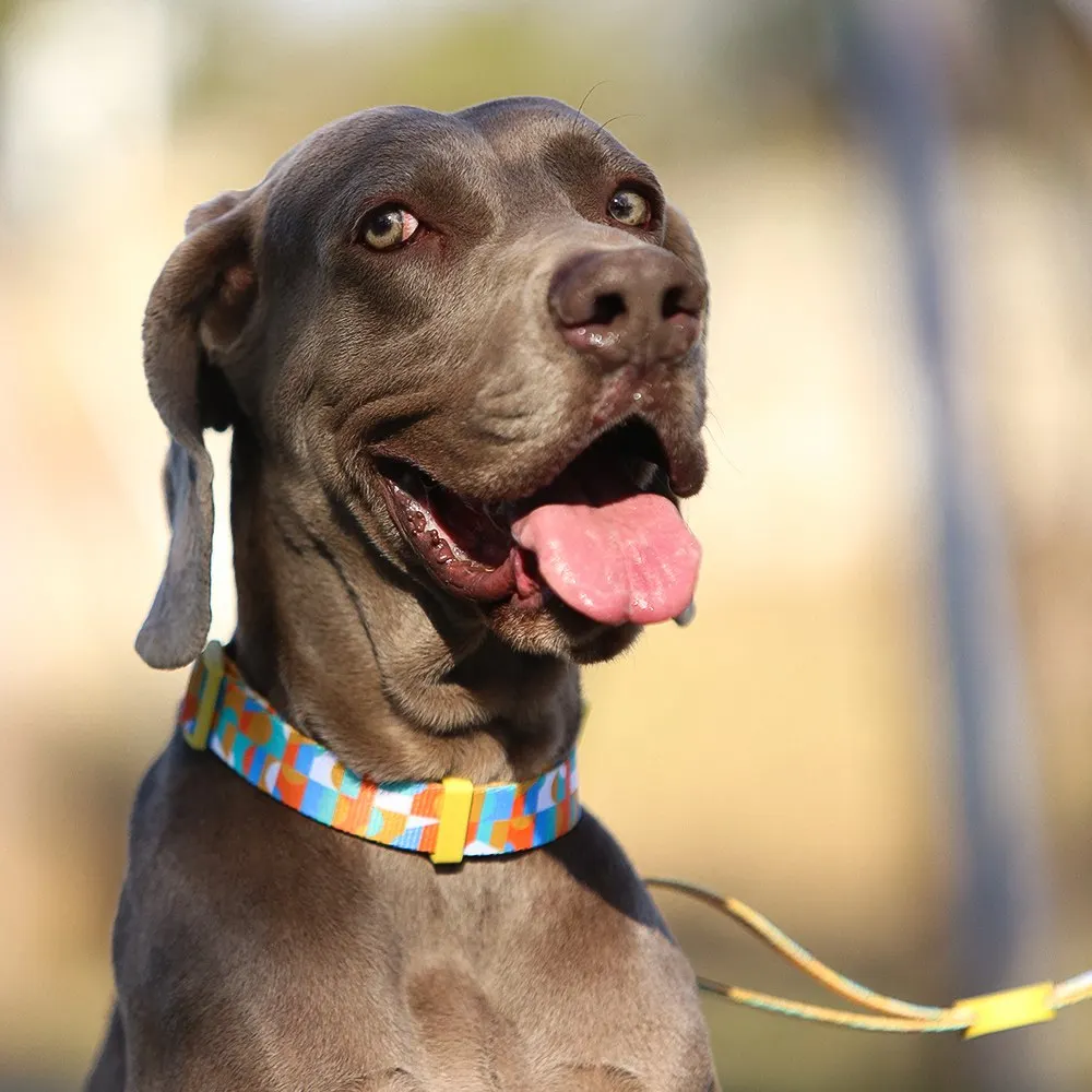 R Slow future bravecto Fashionable Premium Nylon luxury pet Collar dog collar cat collar