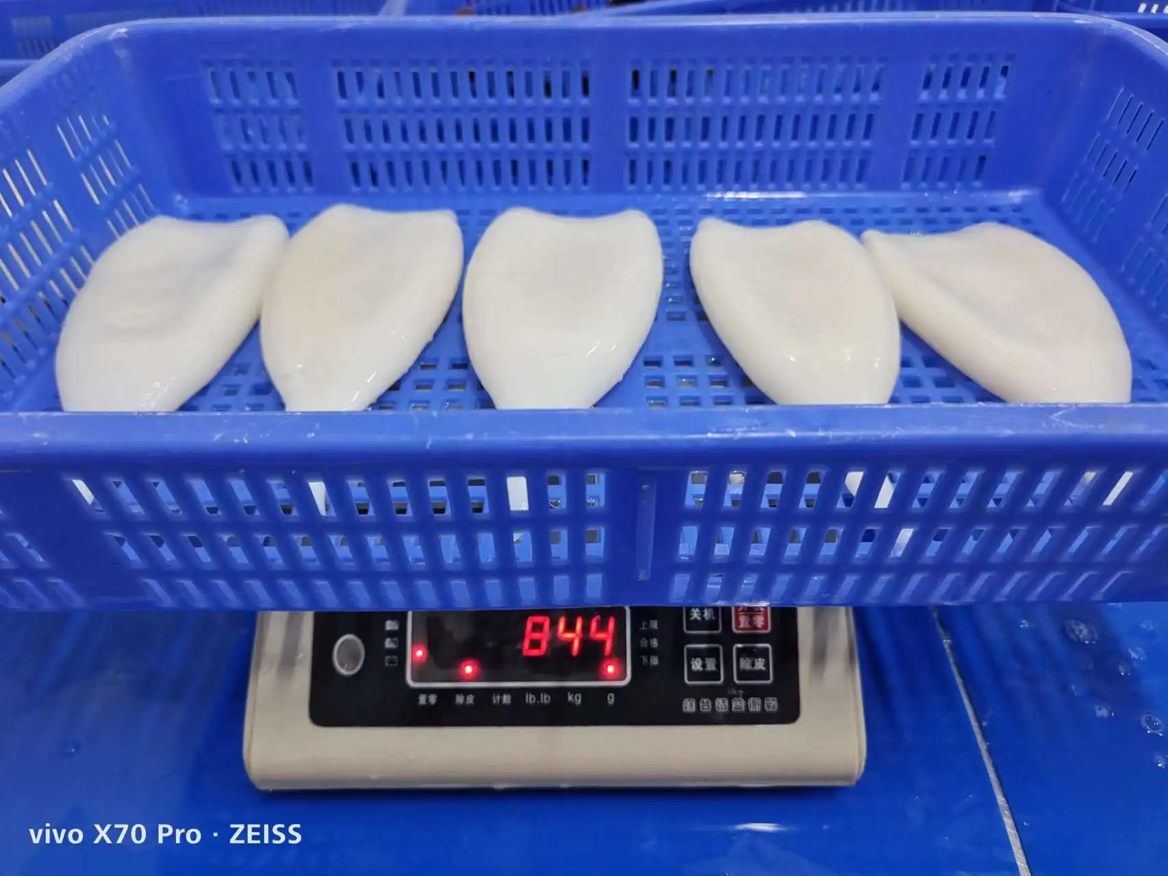 Frozen Gigas Squid Tube Head Off U3 U4 U5 Frozen Squid Tubes Egypt