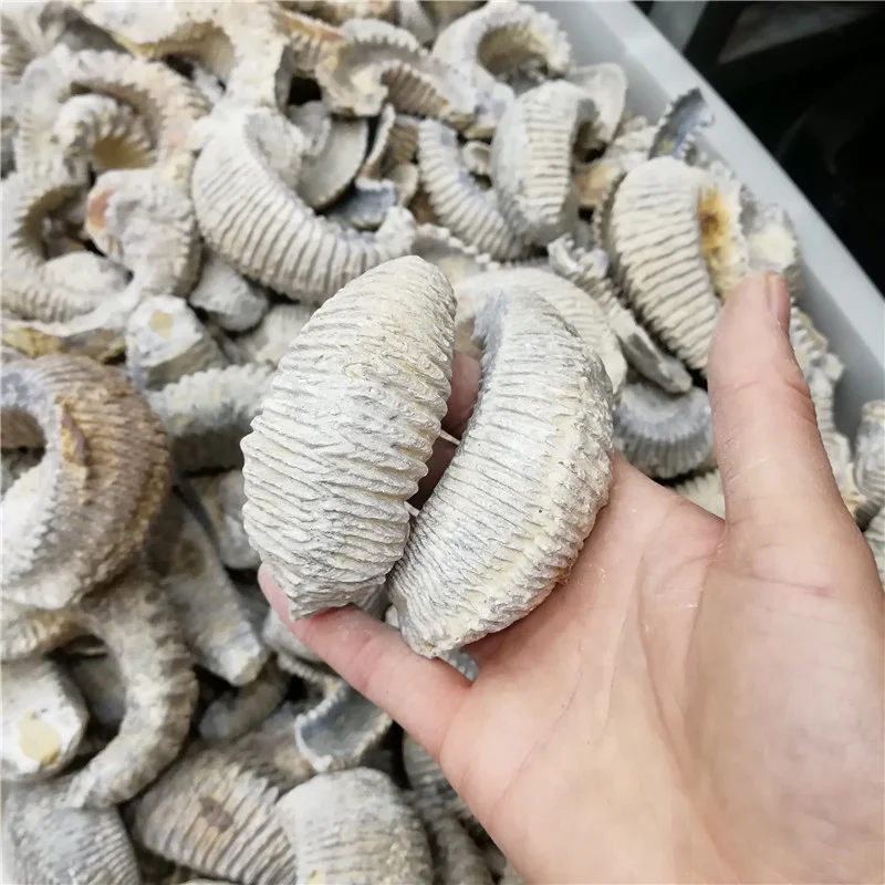 Оптовая продажа, натуральный полированный нефритовый узор, аммонит, ископаемый мадагаскарский