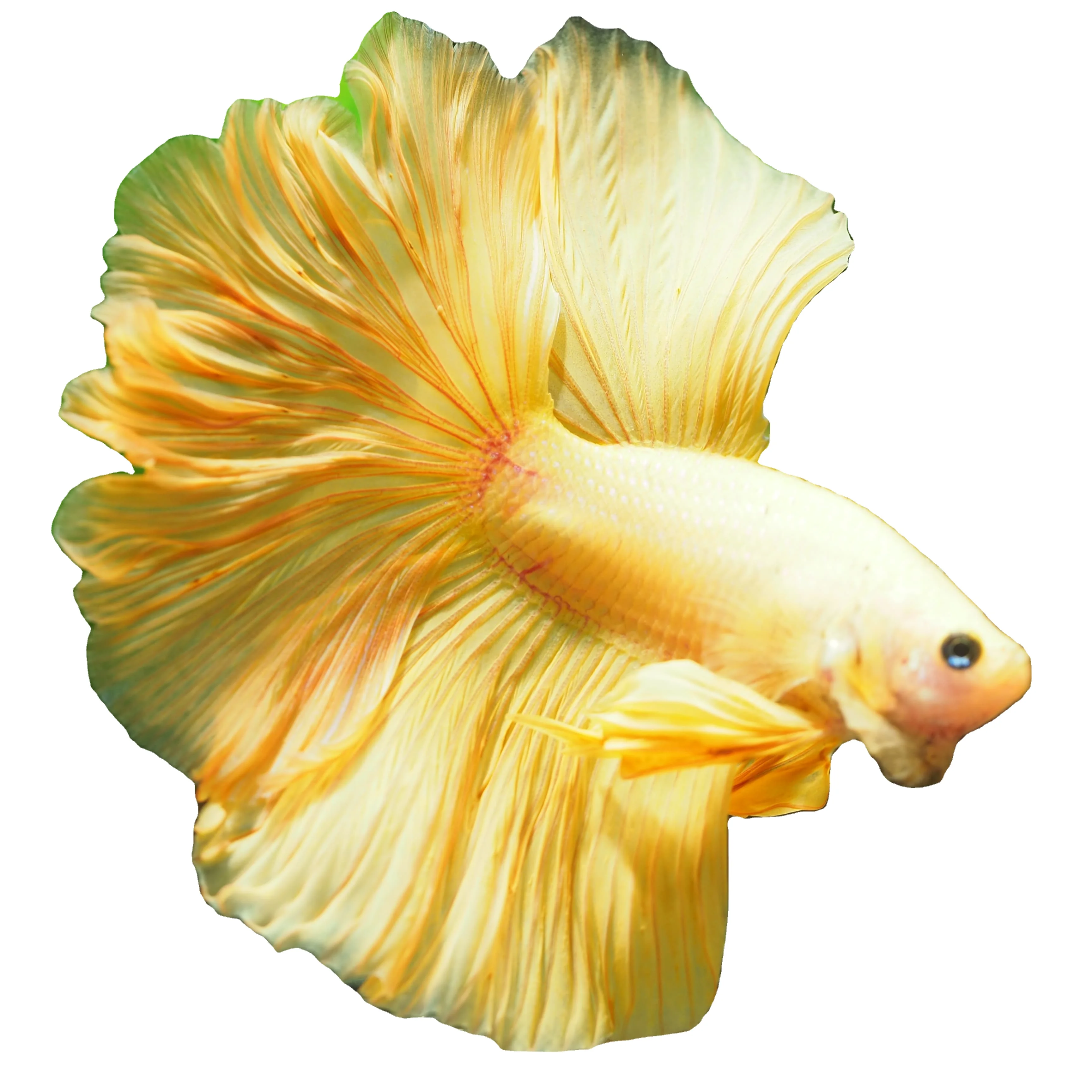 
HALFMOON SUPER GOLD - Multicolor Thailand Betta Fish Premium Quality Plakat Siamese Fighting Fish Ornamental Aquariums 
