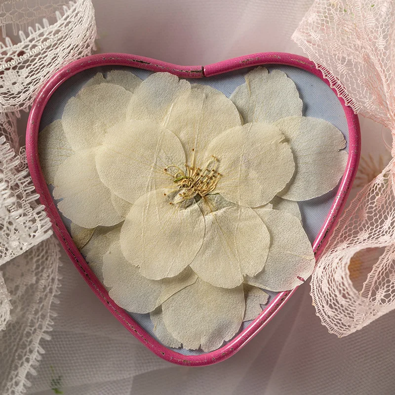 Sakura Cherry Blossoms Card Making Supplies Resin Jewelry Natural Plant  Real Pressed Dried Flower