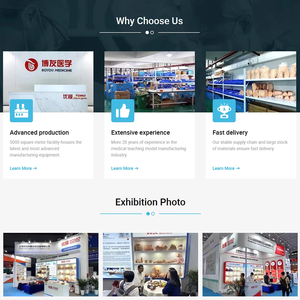 DARHMMY Human Digestive System Anatomical Model for Medical Science