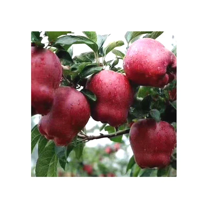 China Delicious Fresh Red Apple Seasonal Fruit Apple With Wholesale Price
