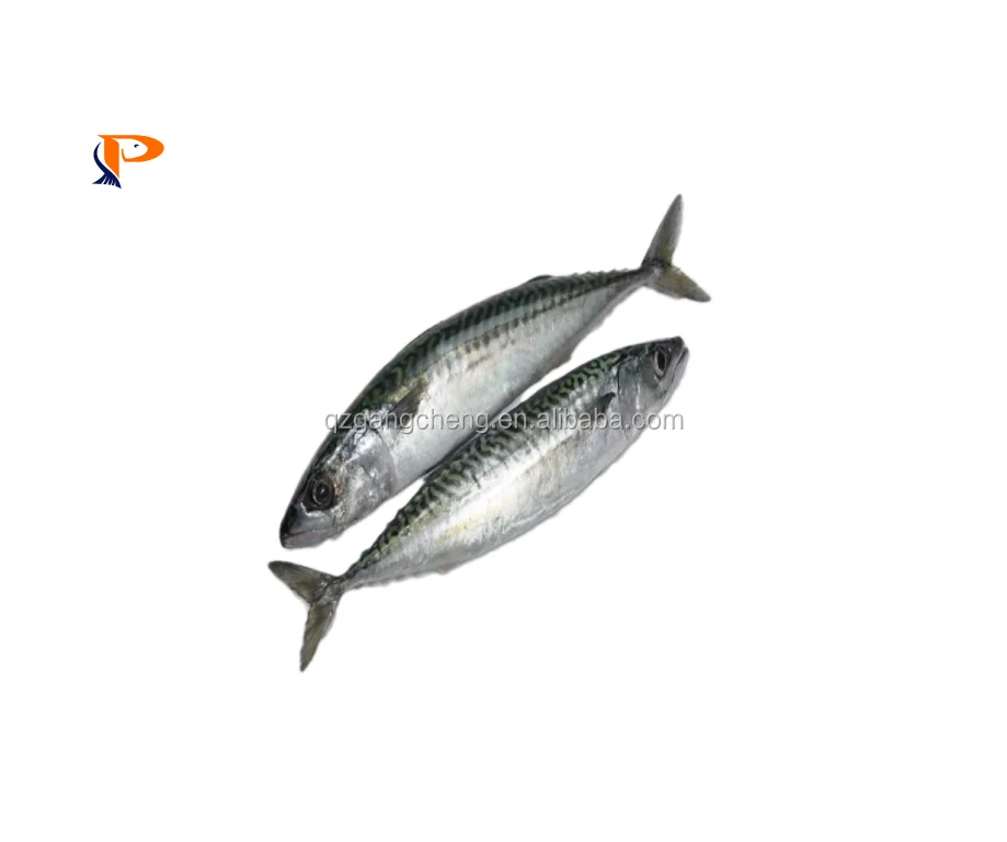 
100-125 whole jack mackerel frozen round scad fish wholesale prices pacific ocean FAO061 