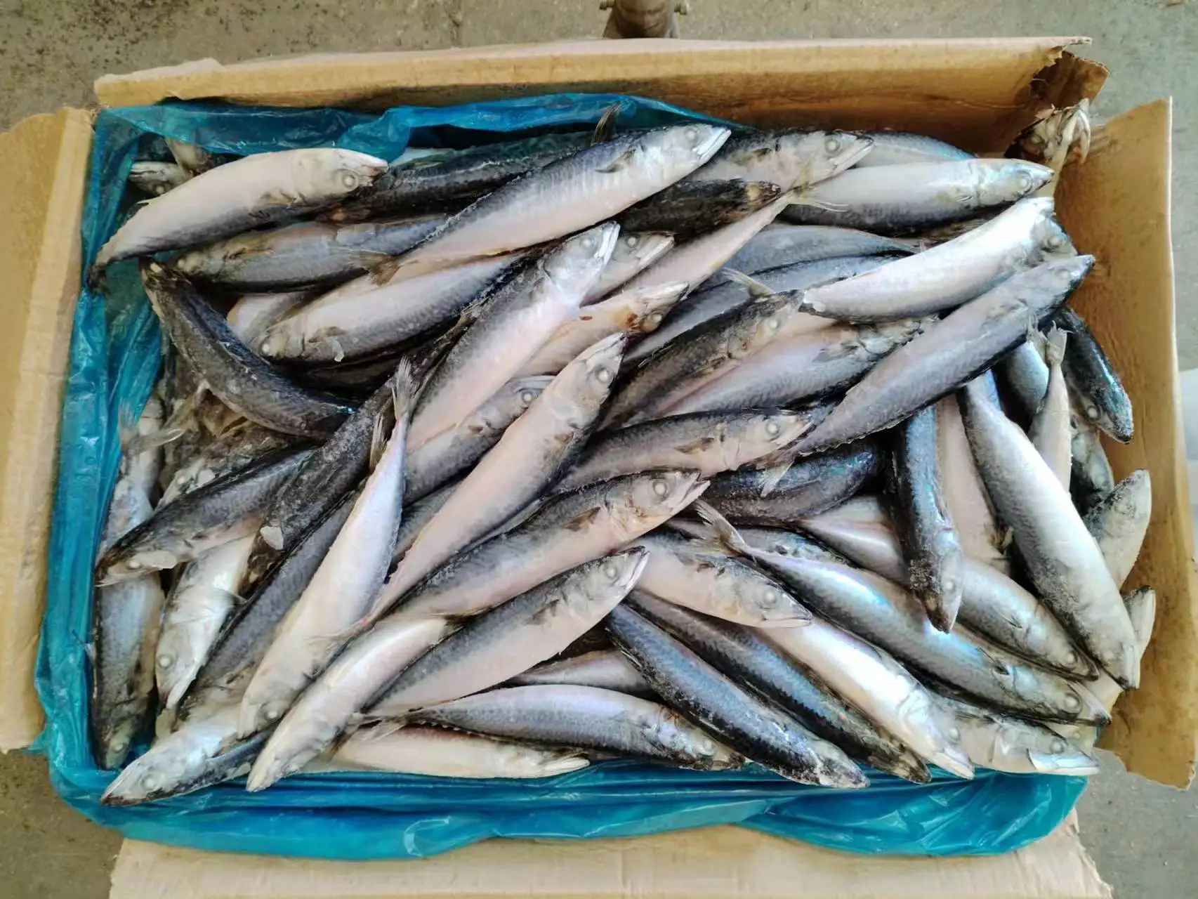 F2401 new stock frozen mackerel whole round manufacturer 100-200G SCOMBER JAPONICUS frozen pacific mackerel fish