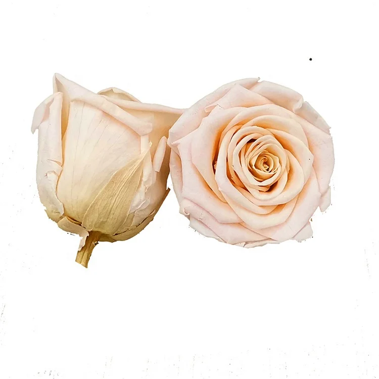 New Arrival Preserved Flower 5-6cm Preserved Rose Head For Decoration Or Gift