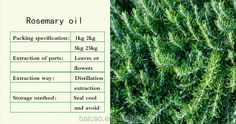 Wholesale Beauty Cosmetics Perfume Diffuser Essential Oil Natural Organic Rosemary Oil for Hair Shampoo Skin Care