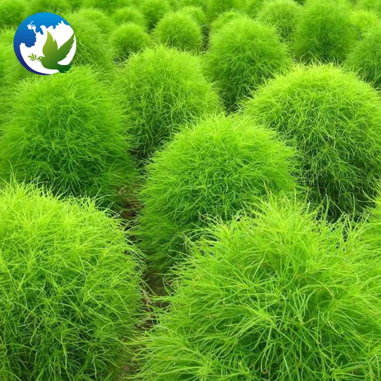 
Green Kochia Scoparia Schrad Seeds Special High Sprouting Rate Burning Bush Garden Flower Tree Seeds 