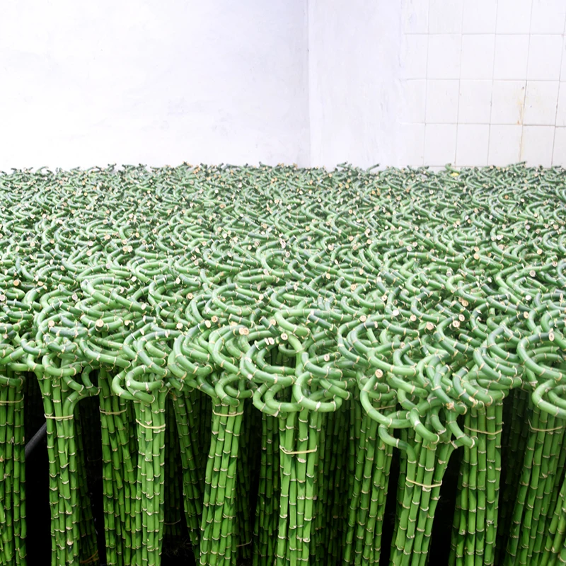 bent lucky bamboo without leaf crooked indoor plants