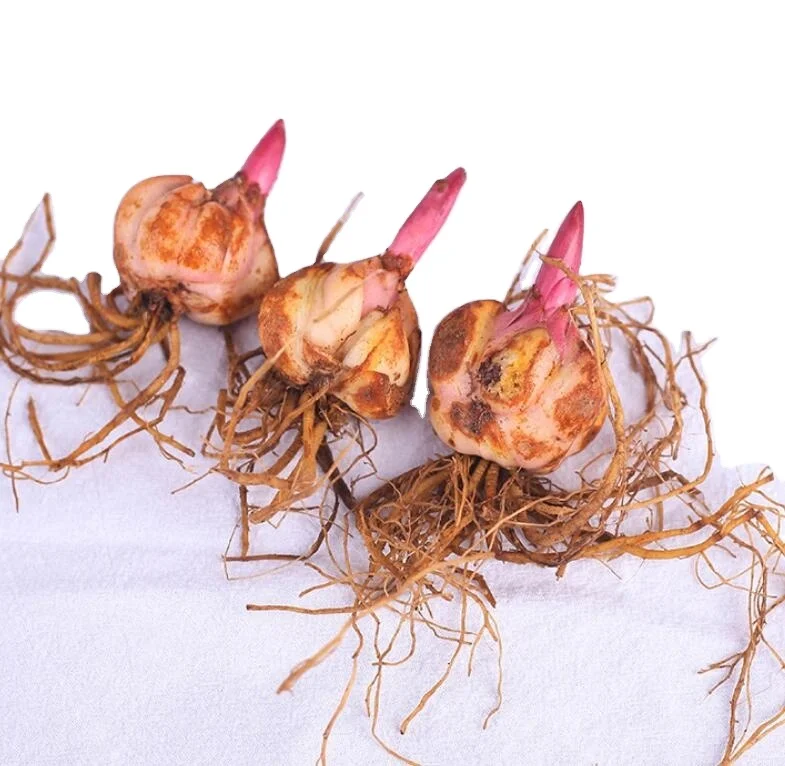 Bai he разноцветные цветочные свежие живые лампы Lilium browni var viridulum для продажи