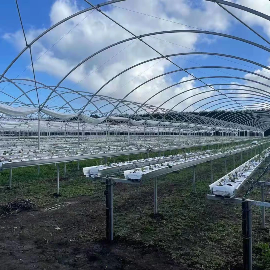 Agricultural product poly tunnel multi-span greenhouses with hydroponic growing system
