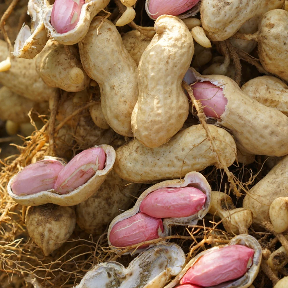 Chinese peanuts in shell export roasted raw peanuts factory supply